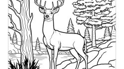 Deer coloring book pages