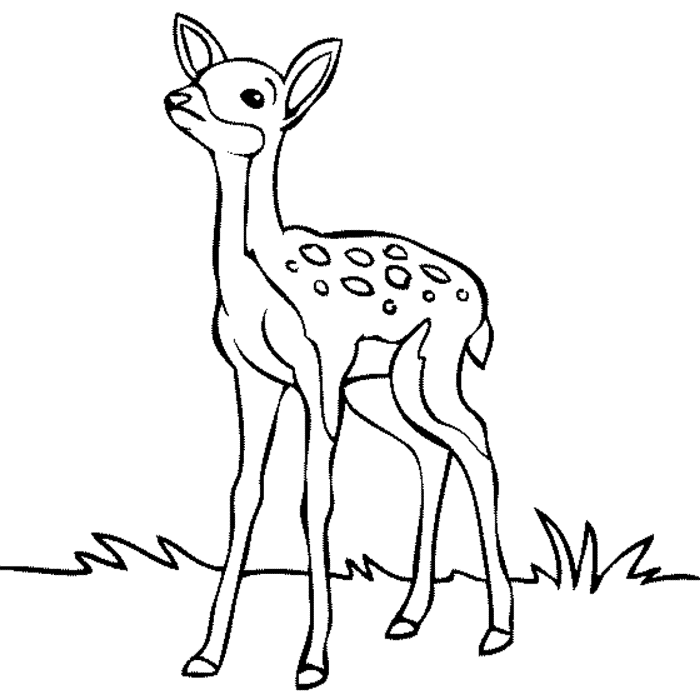 Deer coloring book pages